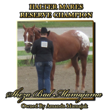 Gelding Halter Reserve Champion