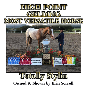 High Point Gelding & Gymkahan Horse