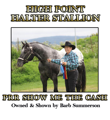 Stallion Halter Champion