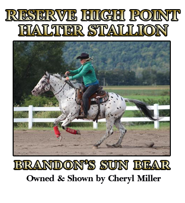 Stallion Halter Reserve Champion